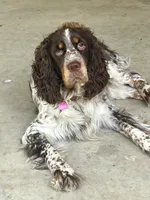 Rex roan, a male English Springer Spaniel for sale in Bath Springs, TN – 4 of 4