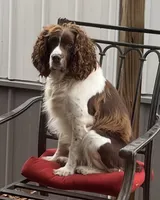 Woody liver/white, a male English Springer Spaniel for sale in Bath Springs, TN – 3 of 4