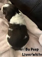 Bo Peep liver/white, a female English Springer Spaniel for sale in Bath Springs, TN – 2 of 4