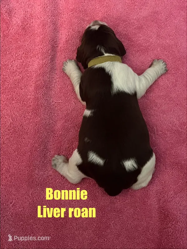 Bonnie Roan – English Springer Spaniel puppy for sale in Bath Springs, TN