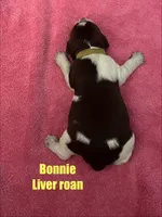 Bonnie Roan, a female English Springer Spaniel for sale in Bath Springs, TN – 1 of 4