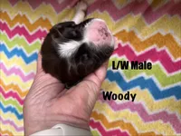 Woody, a male English Springer Spaniel for sale in Bath Springs, TN – 2 of 4