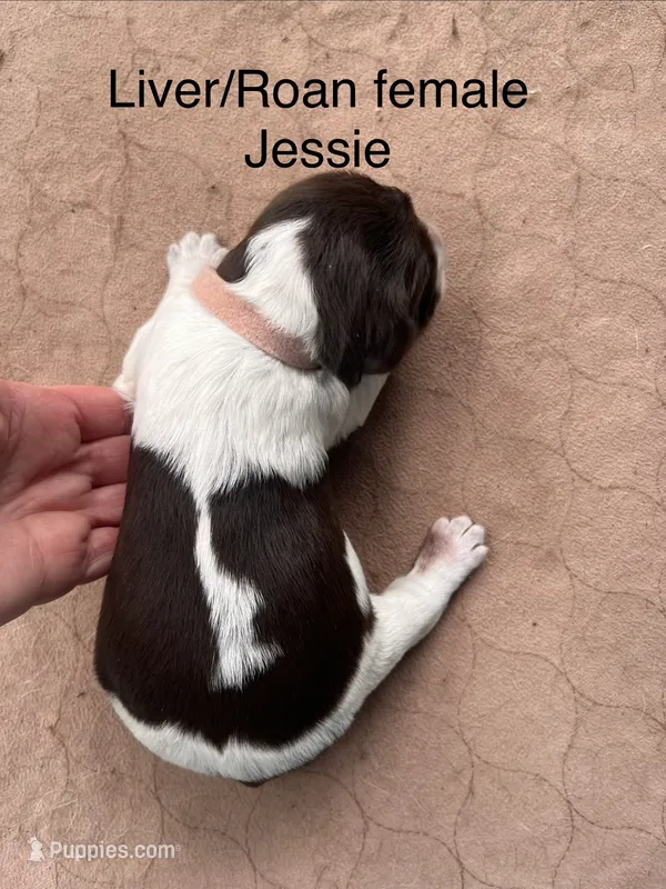 Jessie – English Springer Spaniel puppy for sale in Bath Springs, TN