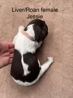 Jessie, a female English Springer Spaniel for sale in Bath Springs, TN – 1 of 4