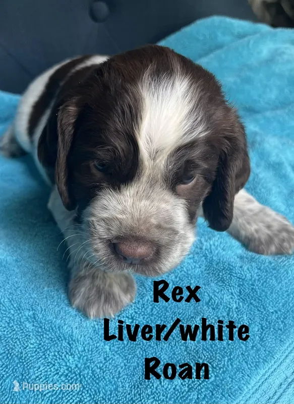 Rex roan – English Springer Spaniel puppy for sale in Bath Springs, TN