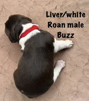 Buzz, a male English Springer Spaniel for sale in Bath Springs, TN – 1 of 4