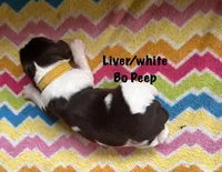 Bo Peep, a female English Springer Spaniel for sale in Bath Springs, TN – 1 of 4