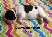Trixie, a female English Springer Spaniel for sale in Bath Springs, TN – 2 of 4