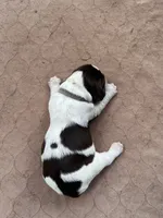 Rex roan, a male English Springer Spaniel for sale in Bath Springs, TN – 1 of 4