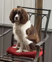 Bo Peep liver/white, a female English Springer Spaniel for sale in Bath Springs, TN – 3 of 4