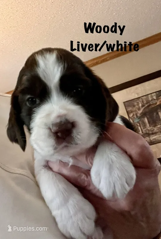 Bo Peep liver/white – English Springer Spaniel puppy for sale in Bath Springs, TN