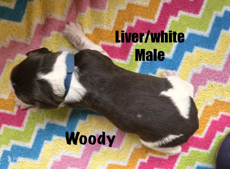 Woody – English Springer Spaniel puppy for sale in Bath Springs, TN
