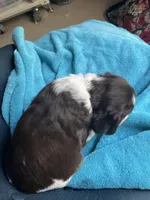 Woody liver/white, a male English Springer Spaniel for sale in Bath Springs, TN – 2 of 4
