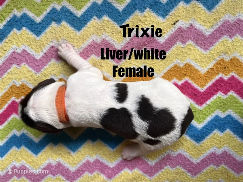 Trixie – English Springer Spaniel puppy for sale in Bath Springs, TN