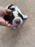 Rex roan, a male English Springer Spaniel for sale in Bath Springs, TN – 2 of 4
