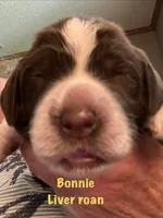 Bonnie Roan, a female English Springer Spaniel for sale in Bath Springs, TN – 2 of 4