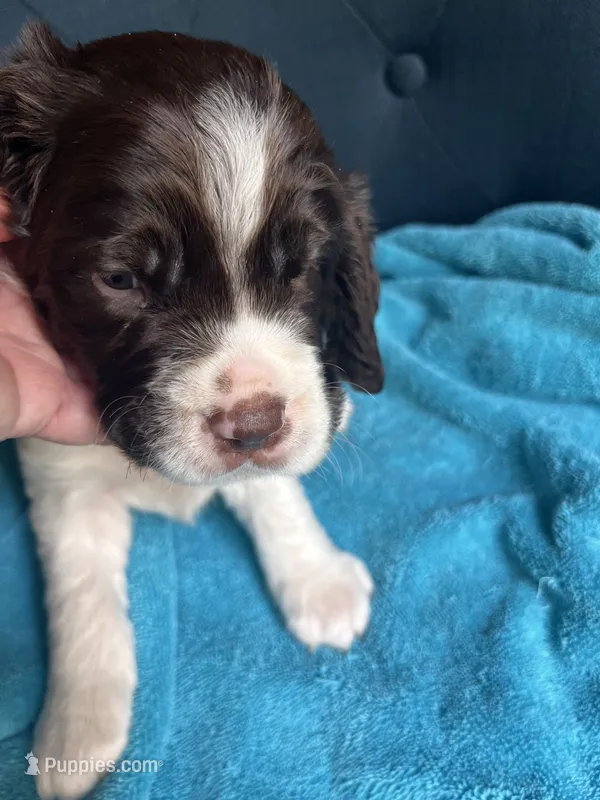 Woody liver/white – English Springer Spaniel puppy for sale in Bath Springs, TN