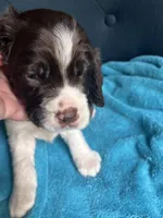 Woody liver/white, a male English Springer Spaniel for sale in Bath Springs, TN – 1 of 4