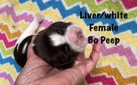 Bo Peep, a female English Springer Spaniel for sale in Bath Springs, TN – 2 of 4
