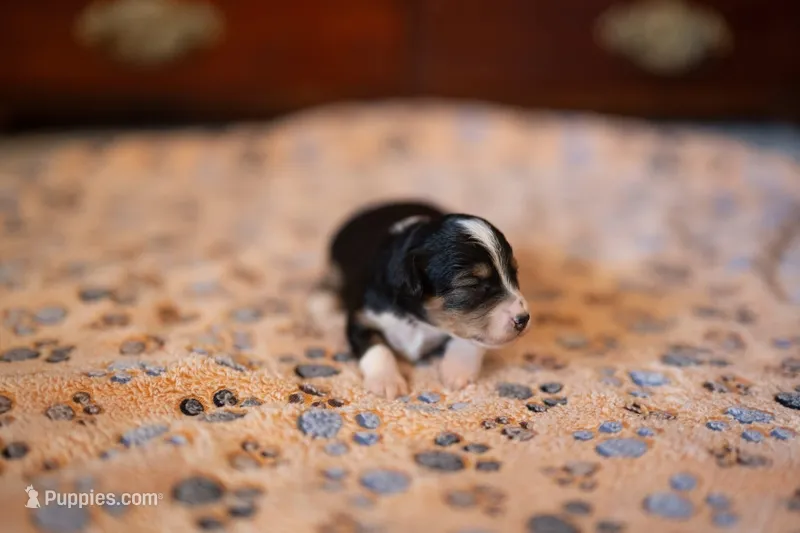 Honey – Miniature Aussiedoodle puppy for sale in Arcadia, WI