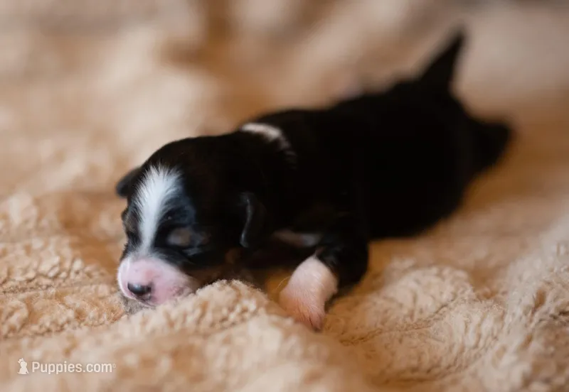 Honey – Miniature Aussiedoodle puppy for sale in Arcadia, WI