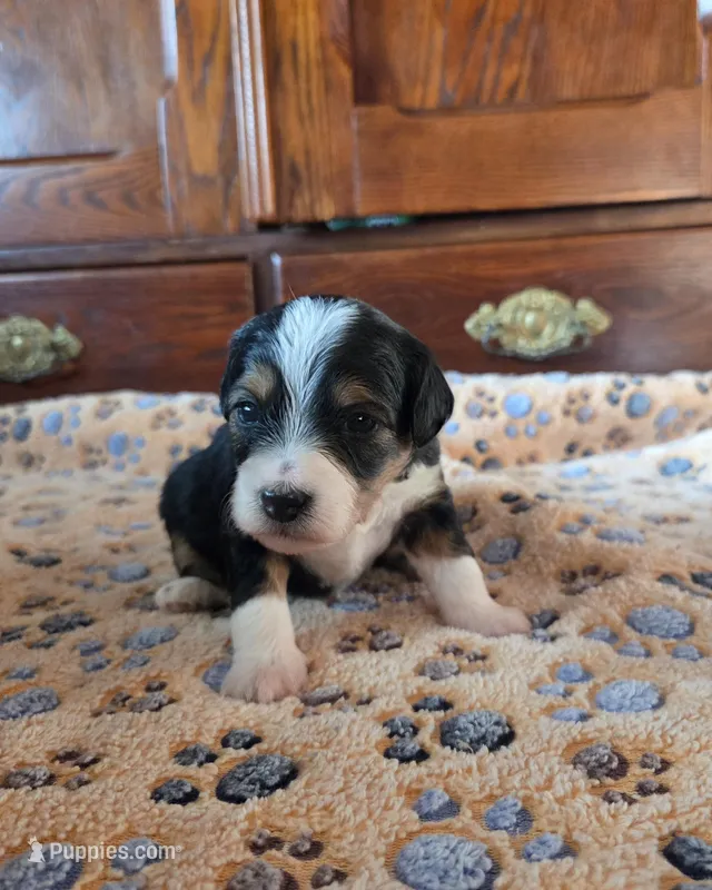 Honey – Miniature Aussiedoodle puppy for sale in Arcadia, WI