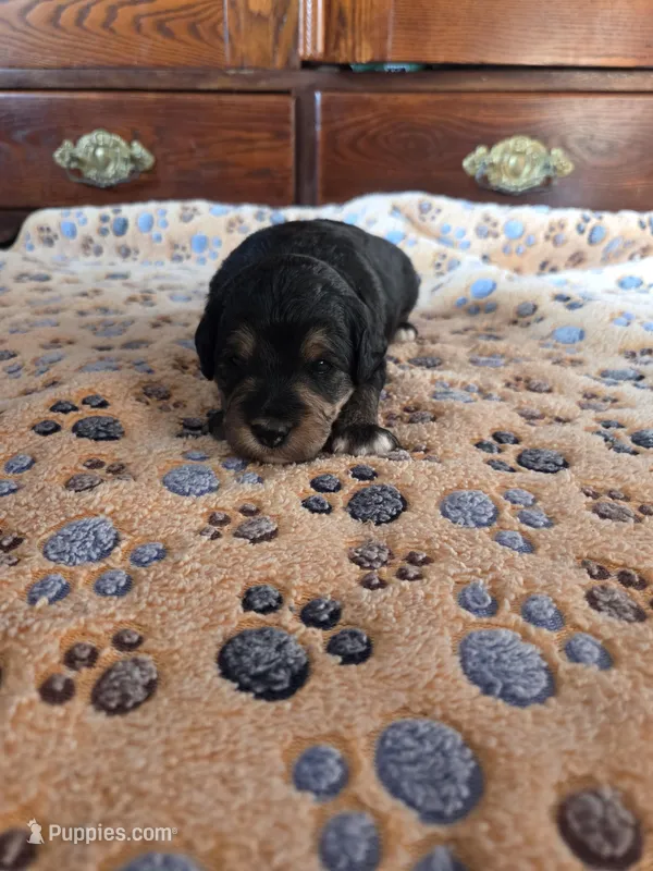 Alfie – Miniature Aussiedoodle puppy for sale in Arcadia, WI