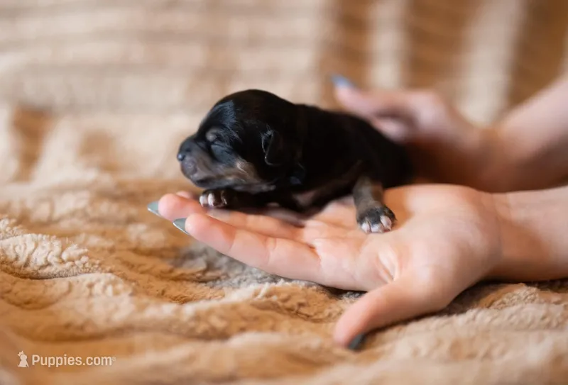 Alfie – Miniature Aussiedoodle puppy for sale in Arcadia, WI