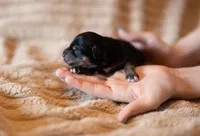 Alfie, a male Miniature Aussiedoodle for sale in Arcadia, WI – Photo 1 of 2