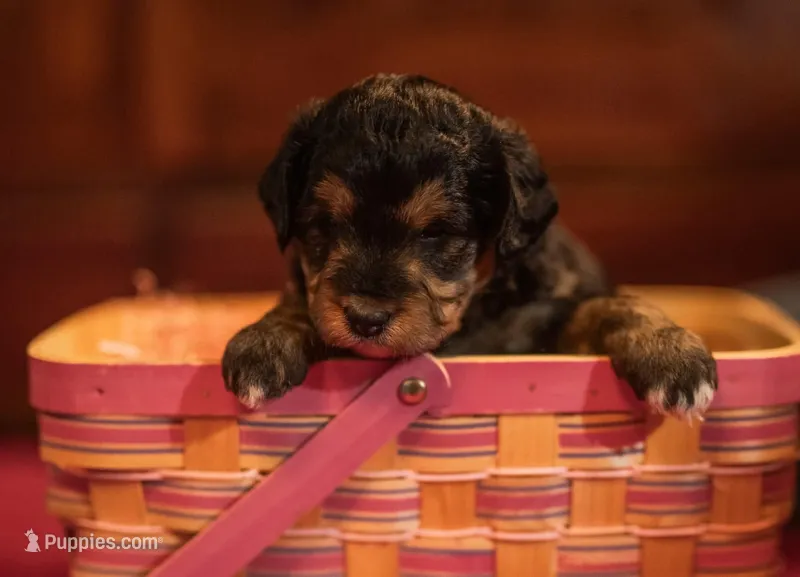 Alfie – Miniature Aussiedoodle puppy for sale in Arcadia, WI