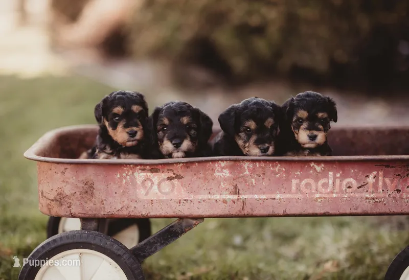 Alfie – Miniature Aussiedoodle puppy for sale in Arcadia, WI