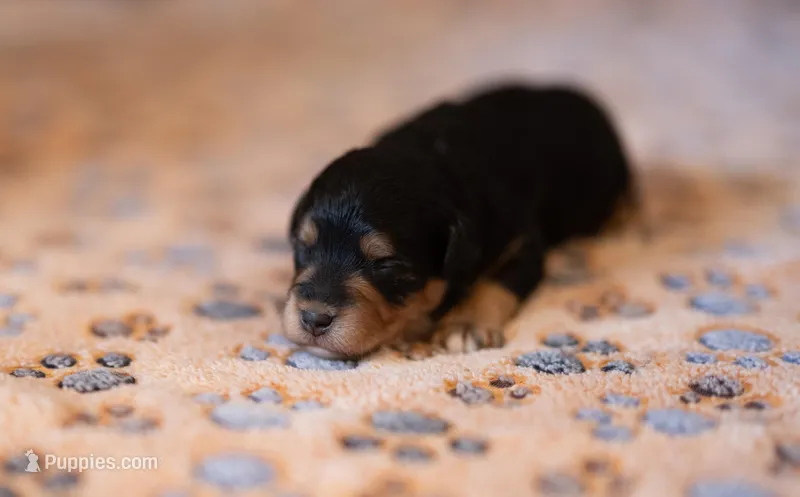 Alfie – Miniature Aussiedoodle puppy for sale in Arcadia, WI
