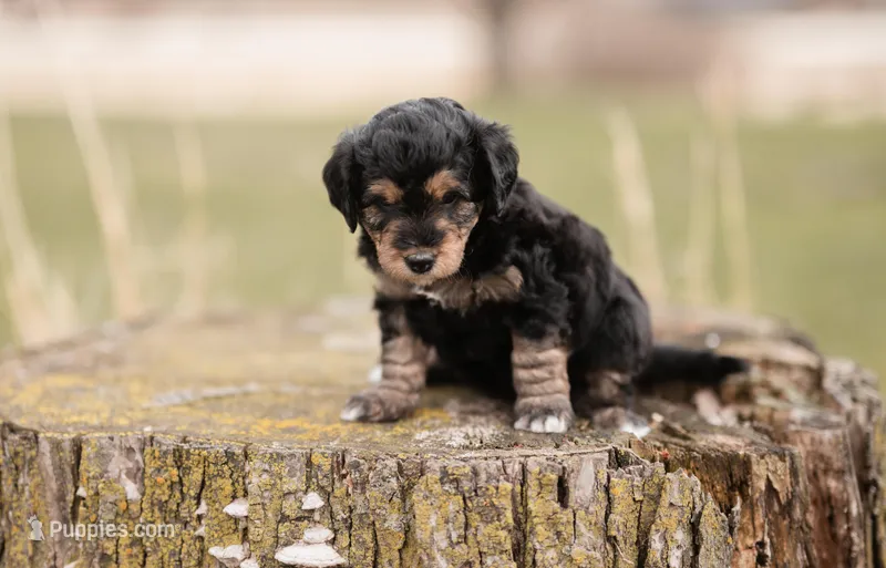 Alfie – Miniature Aussiedoodle puppy for sale in Arcadia, WI