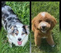 Mirabella, a female Miniature Aussiedoodle for sale in Arcadia, WI – Photo 2 of 2