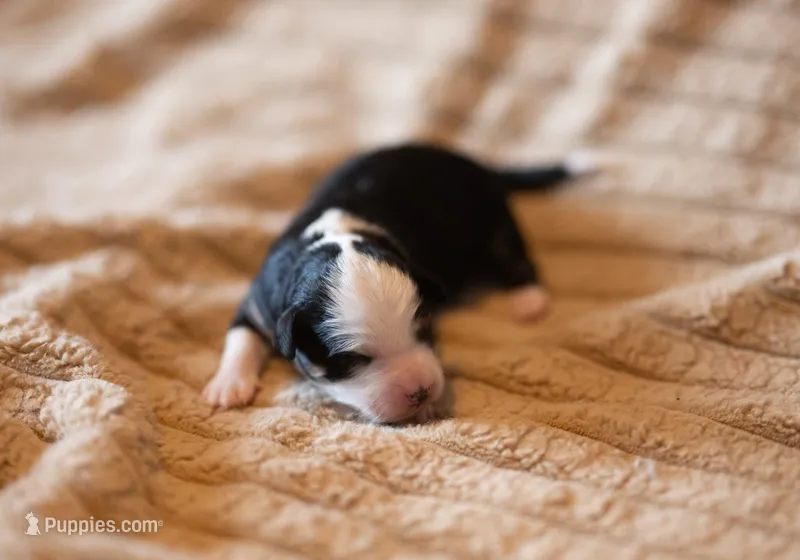 Mirabella – Miniature Aussiedoodle puppy for sale in Arcadia, WI