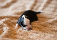 Mirabella, a female Miniature Aussiedoodle for sale in Arcadia, WI – Photo 1 of 2