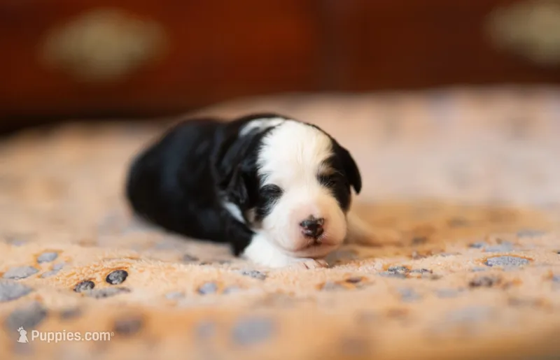 Mirabella – Miniature Aussiedoodle puppy for sale in Arcadia, WI
