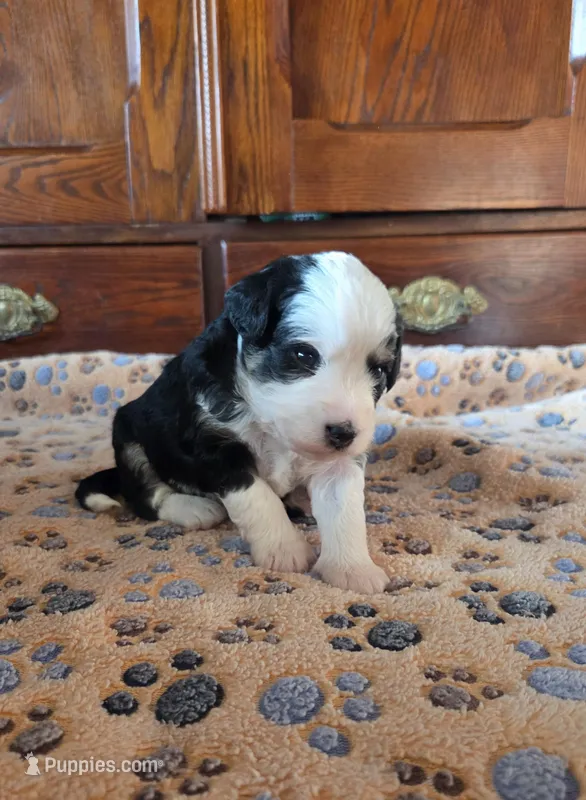 Mirabella – Miniature Aussiedoodle puppy for sale in Arcadia, WI