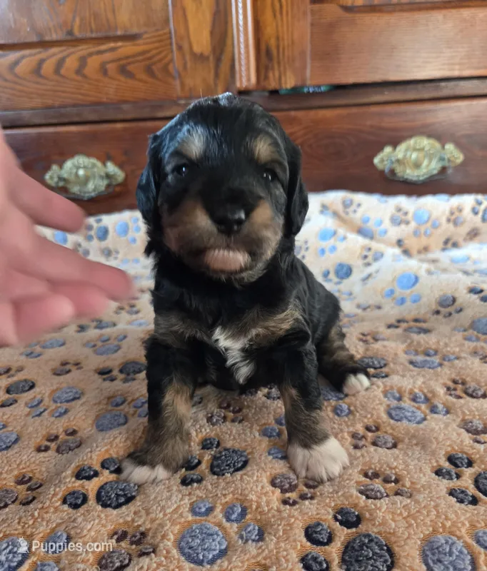 Chonkers – Miniature Aussiedoodle puppy for sale in Arcadia, WI