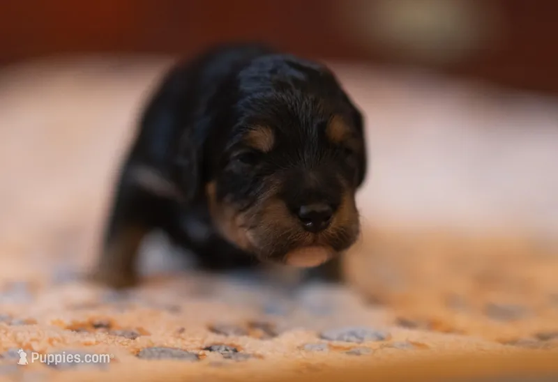 Chonkers – Miniature Aussiedoodle puppy for sale in Arcadia, WI