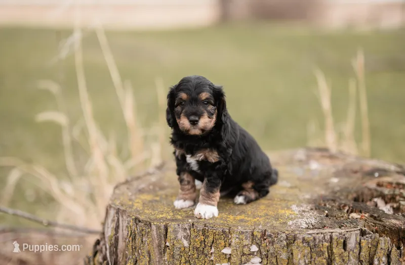 Chonkers – Miniature Aussiedoodle puppy for sale in Arcadia, WI