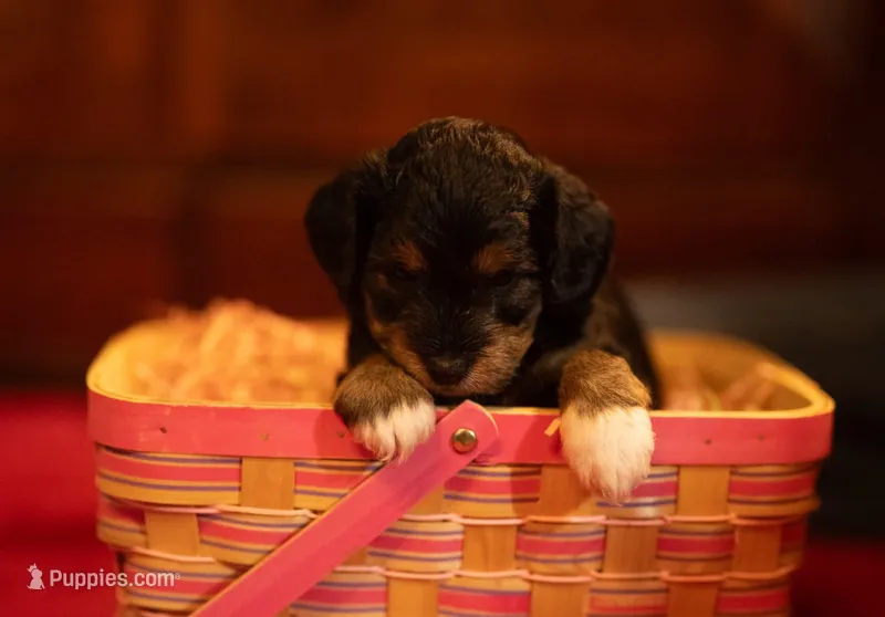 Chonkers – Miniature Aussiedoodle puppy for sale in Arcadia, WI