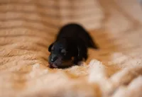 Chonkers, a male Miniature Aussiedoodle for sale in Arcadia, WI – Photo 1 of 2