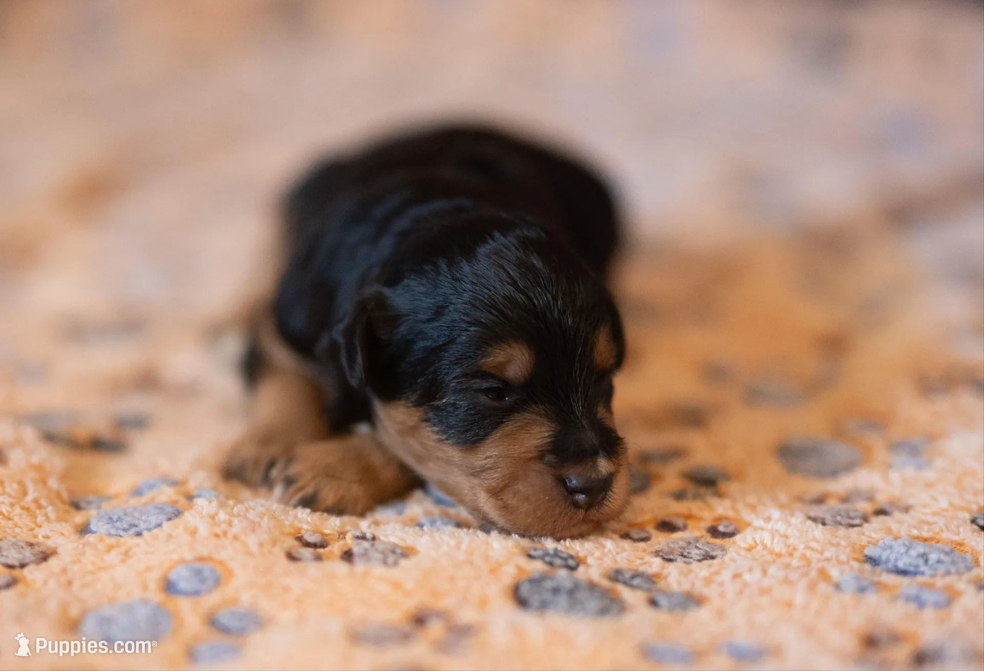 Copper – Miniature Aussiedoodle puppy for sale in Arcadia, WI