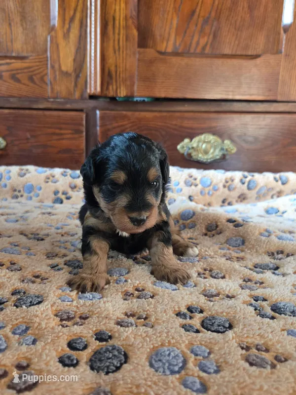Copper – Miniature Aussiedoodle puppy for sale in Arcadia, WI