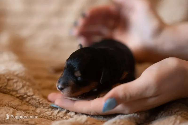 Rottweiler – Miniature Aussiedoodle puppy for sale in Arcadia, WI