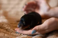 Rottweiler, a male Miniature Aussiedoodle for sale in Arcadia, WI – Photo 1 of 2