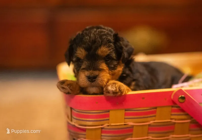 Copper – Miniature Aussiedoodle puppy for sale in Arcadia, WI