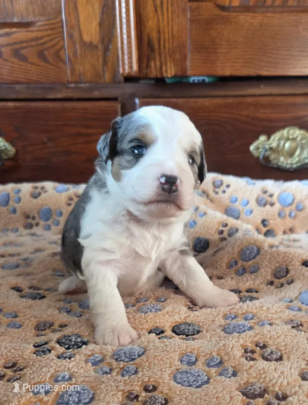 Mollie – Miniature Aussiedoodle puppy for sale in Arcadia, WI