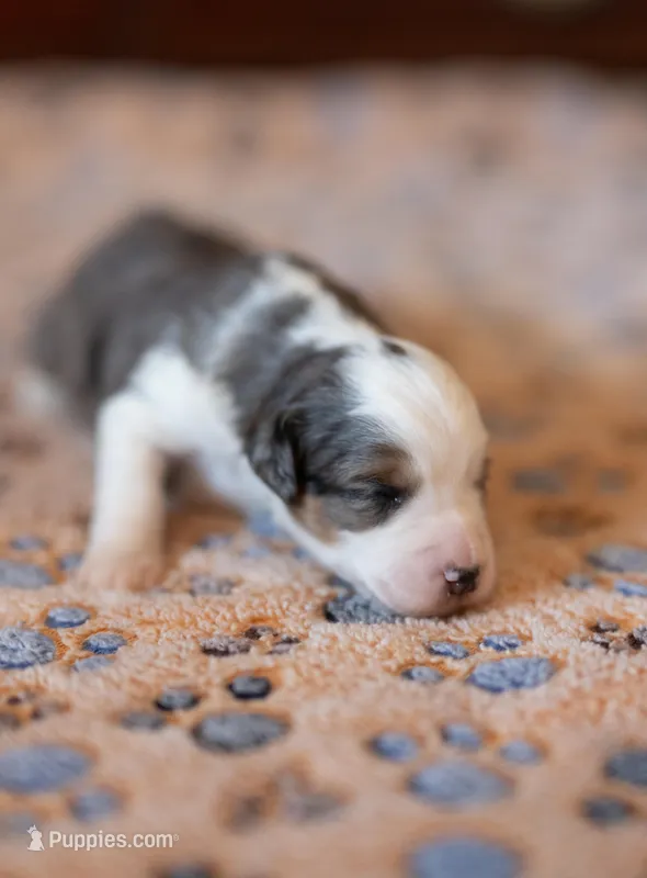 Mollie – Miniature Aussiedoodle puppy for sale in Arcadia, WI